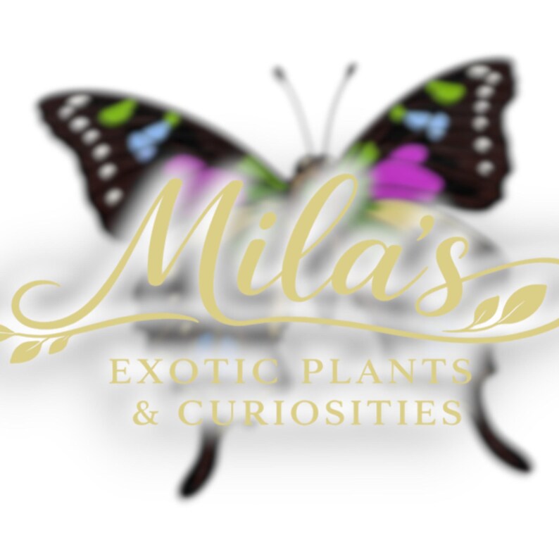 May include: A logo featuring a butterfly with black, green, blue, and purple wings. The name "Mila's" is written in gold script over the butterfly. Below the name, the text reads "EXOTIC PLANTS & CURIOSITIES".