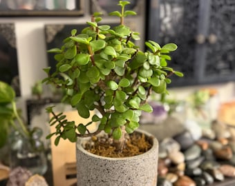 May include: A small, green jade plant in a textured, gray concrete pot. The plant has small, round leaves and reddish stems. The pot is filled with soil and sits on a surface with small rocks and other decorative items. The plant is a houseplant.