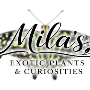 May include: Logo for "Mila's Exotic Plants & Curiosities" with a butterfly design. The name is in elegant script, with the business name below in a serif font. The butterfly has a pattern of green and yellow spots.