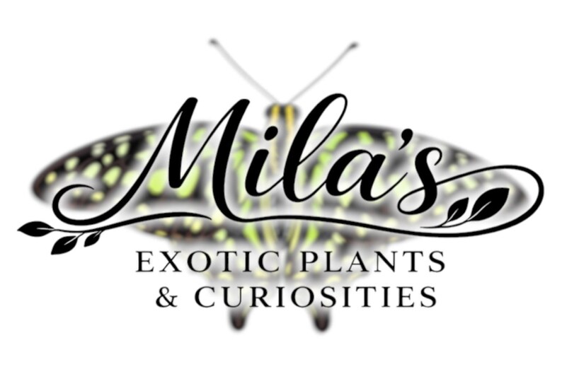 May include: Logo for "Mila's Exotic Plants & Curiosities" with a butterfly design. The name is in elegant script, with the business name below in a serif font. The butterfly has a pattern of green and yellow spots.