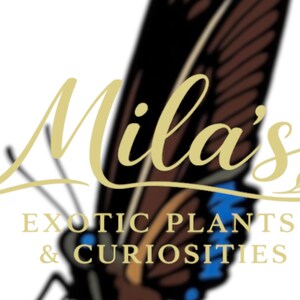 May include: Logo for "Mila's Exotic Plants & Curiosities" featuring a butterfly with brown and black wings and blue accents. The business name is in gold script, with the business description in a serif font.