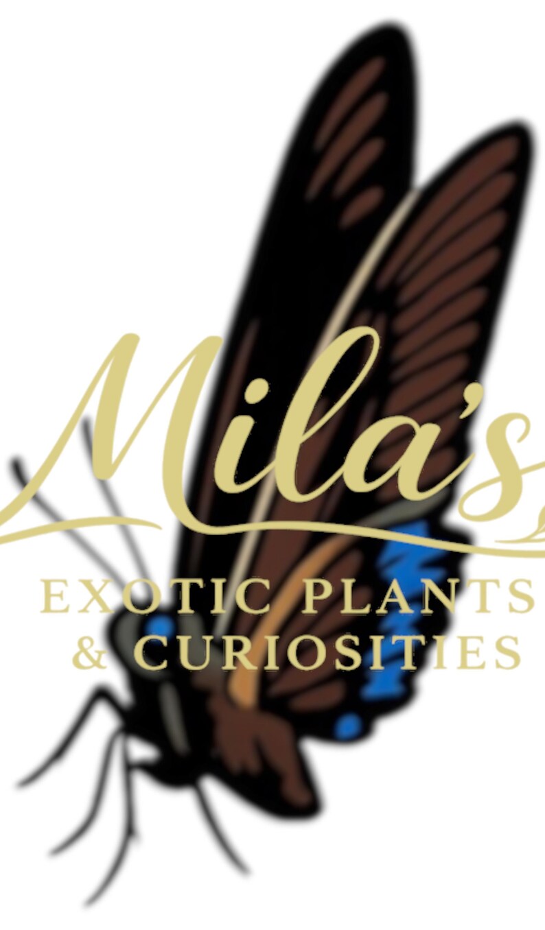 May include: Logo for "Mila's Exotic Plants & Curiosities" featuring a butterfly with brown and black wings and blue accents. The business name is in gold script, with the business description in a serif font.
