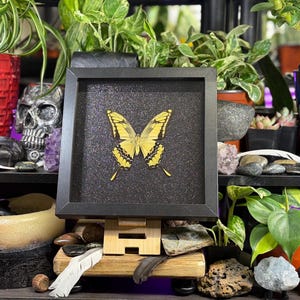May include: A framed display of a yellow butterfly with black markings, set against a textured black background. The butterfly is centered within a square black frame. The display is propped up on a wooden stand, surrounded by plants and decorative items.