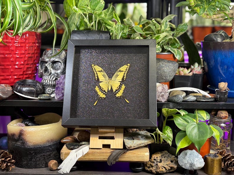May include: A framed display of a yellow butterfly with black markings, set against a textured black background. The butterfly is centered within a square black frame. The display is propped up on a wooden stand, surrounded by plants and decorative items.