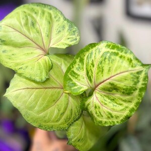 May include: A Syngonium plant featuring heart-shaped leaves with a variegated pattern of light lime green and darker forest green splashes. The foliage displays prominent, thin pink veins radiating from the center of each leaf toward the edges.