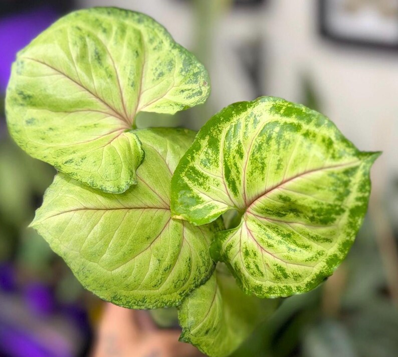 May include: A Syngonium plant featuring heart-shaped leaves with a variegated pattern of light lime green and darker forest green splashes. The foliage displays prominent, thin pink veins radiating from the center of each leaf toward the edges.