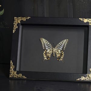 May include: A rectangular black picture frame containing a preserved swallowtail butterfly specimen. The frame features ornate gold-colored metal corner accents. The butterfly has cream, black, and yellow wing patterns with small orange spots.