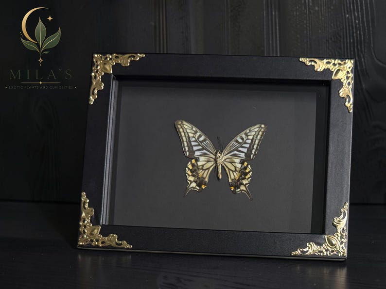 May include: A rectangular black picture frame containing a preserved swallowtail butterfly specimen. The frame features ornate gold-colored metal corner accents. The butterfly has cream, black, and yellow wing patterns with small orange spots.