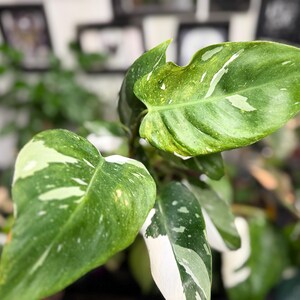 May include: A Philodendron plant featuring elongated, pointed leaves with a variegated pattern of deep green, light green, and creamy white splashes. The foliage displays a smooth texture with prominent veins and distinct white sectoral variegation.