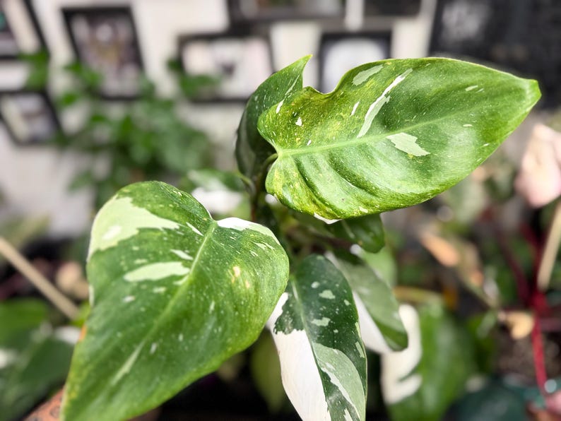 May include: A Philodendron plant featuring elongated, pointed leaves with a variegated pattern of deep green, light green, and creamy white splashes. The foliage displays a smooth texture with prominent veins and distinct white sectoral variegation.