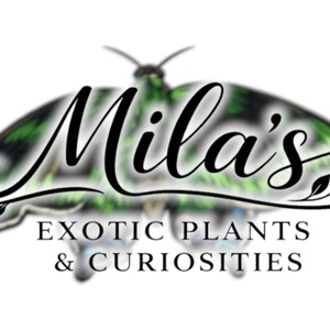 May include: Logo for Mila's Exotic Plants & Curiosities. The logo features the name "Mila's" in elegant script over a butterfly-shaped design with green and black accents. The text "EXOTIC PLANTS & CURIOSITIES" is below.