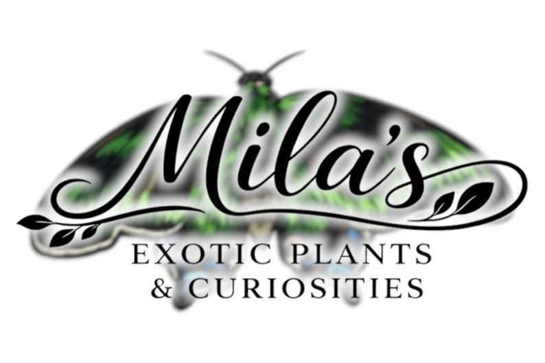 May include: Logo for Mila's Exotic Plants & Curiosities. The logo features the name "Mila's" in elegant script over a butterfly-shaped design with green and black accents. The text "EXOTIC PLANTS & CURIOSITIES" is below.