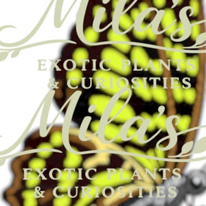 May include: Logo for "Mila's Exotic Plants & Curiosities" with a butterfly wing design. The text "Mila's" is in a stylized script, with "Exotic Plants & Curiosities" in a sans-serif font. The butterfly wing has yellow and brown patterns.