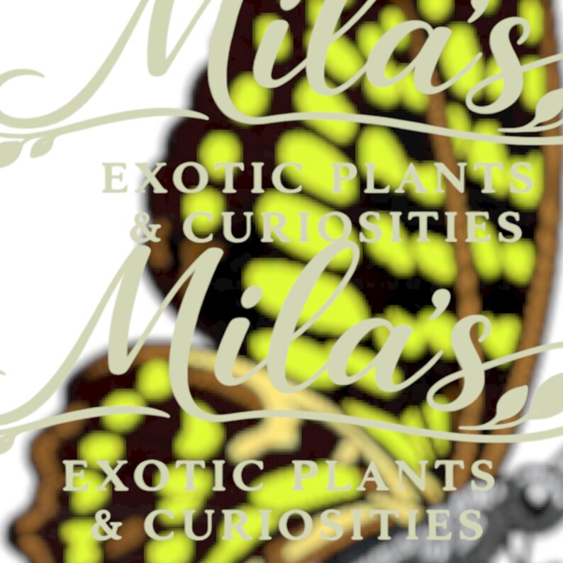 May include: Logo for "Mila's Exotic Plants & Curiosities" with a butterfly wing design. The text "Mila's" is in a stylized script, with "Exotic Plants & Curiosities" in a sans-serif font. The butterfly wing has yellow and brown patterns.
