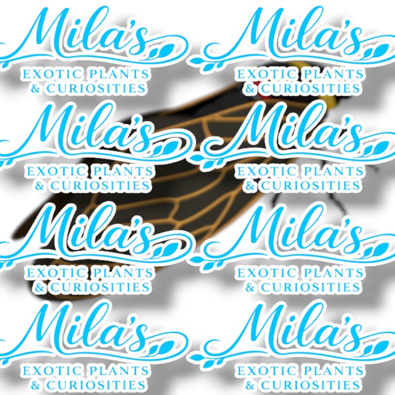 K&ouml;nnte beinhalten: Wiederholendes Muster von Aufklebern mit dem Text "Mila's Exotic Plants & Curiosities" in hellblauer Schrift. Ein schwarzer und goldener Insektenfl&uuml;gel ist im Hintergrund zu sehen.