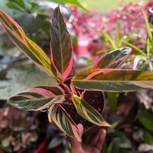 May include: A Stromanthe Triostar plant featuring elongated, lance-shaped leaves with a variegated pattern of deep green, cream, and vibrant pink. The foliage displays a glossy texture with distinct pink undersides and stems in a dark pot.
