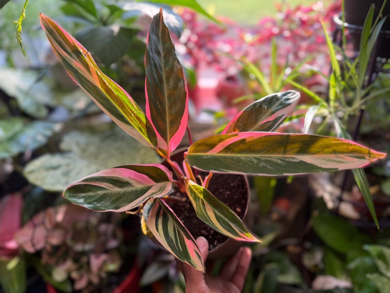 May include: A Stromanthe Triostar plant featuring elongated, lance-shaped leaves with a variegated pattern of deep green, cream, and vibrant pink. The foliage displays a glossy texture with distinct pink undersides and stems in a dark pot.