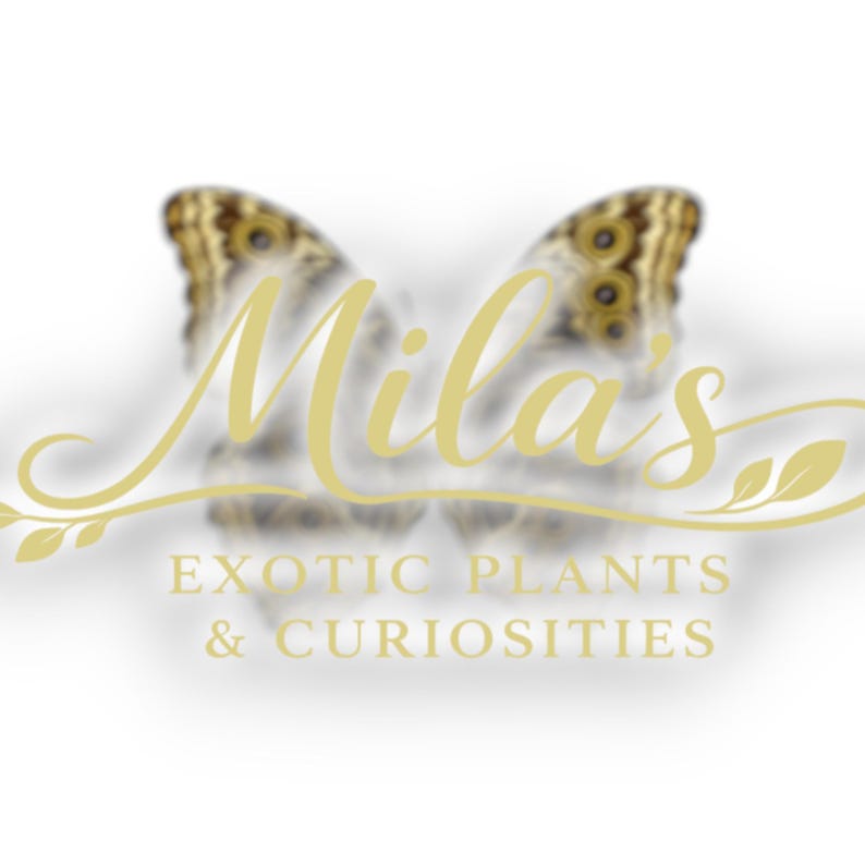 Blue Morpho Didius PNG Bundle | 24 Morpho didius 300 DPI Digital Butterfly Clipart Files image 4
