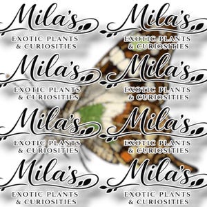 Puede incluir: Patr&oacute;n repetido con el texto "Mila's Exotic Plants & Curiosities" en escritura elegante, superpuesto a un ala de mariposa. El ala de mariposa muestra una mezcla de tonos marrones, blancos, verdes y naranjas.
