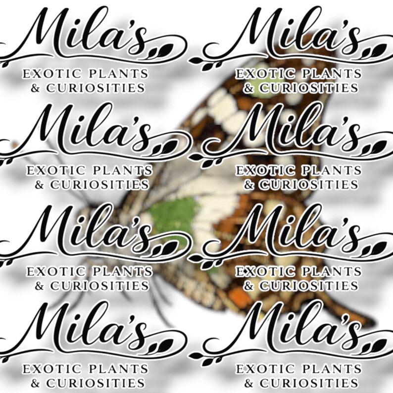 Puede incluir: Patr&oacute;n repetido con el texto "Mila's Exotic Plants & Curiosities" en escritura elegante, superpuesto a un ala de mariposa. El ala de mariposa muestra una mezcla de tonos marrones, blancos, verdes y naranjas.