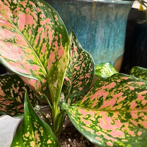 Peut inclure: Une plante Aglaonema pr&eacute;sentant de larges feuilles ovales avec un motif panach&eacute; de vert fonc&eacute; et de taches rose vif. Le feuillage est brillant et dispos&eacute; en un groupe dense, &eacute;mergeant d'une tige centrale enracin&eacute;e dans du terreau sombre.
