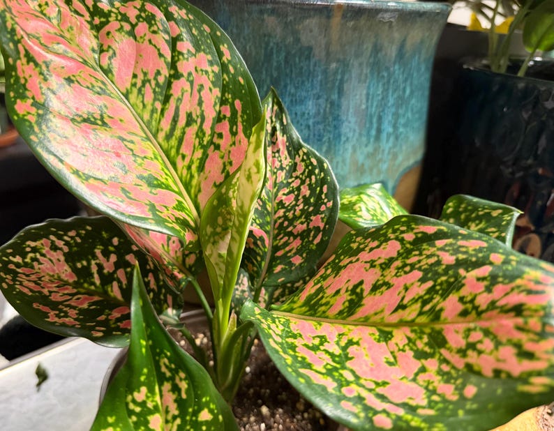 Peut inclure: Une plante Aglaonema pr&eacute;sentant de larges feuilles ovales avec un motif panach&eacute; de vert fonc&eacute; et de taches rose vif. Le feuillage est brillant et dispos&eacute; en un groupe dense, &eacute;mergeant d'une tige centrale enracin&eacute;e dans du terreau sombre.