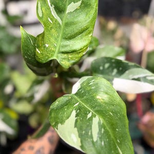 May include: A Philodendron plant featuring elongated, pointed leaves with a variegated pattern of deep green, light green, and creamy white splashes. The foliage displays a glossy texture with distinct veining, showcasing a mix of solid and speckled color variations across the surface of each leaf.