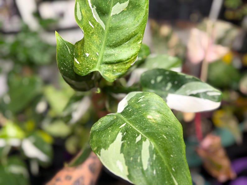 May include: A Philodendron plant featuring elongated, pointed leaves with a variegated pattern of deep green, light green, and creamy white splashes. The foliage displays a glossy texture with distinct veining, showcasing a mix of solid and speckled color variations across the surface of each leaf.