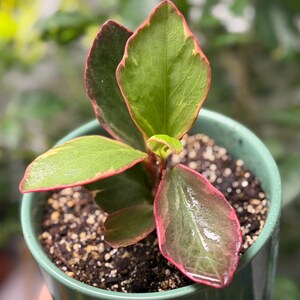 Op de afbeelding: Een kleine Peperomia-plant met glanzende, ovale bladeren met levendig groene centra en opvallende roodachtig roze randen. De plant staat in een gladde, lichtgroene keramische pot gevuld met donkere, getextureerde potgrond.