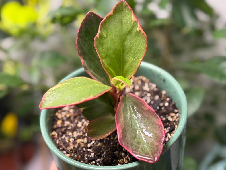 Op de afbeelding: Een kleine Peperomia-plant met glanzende, ovale bladeren met levendig groene centra en opvallende roodachtig roze randen. De plant staat in een gladde, lichtgroene keramische pot gevuld met donkere, getextureerde potgrond.