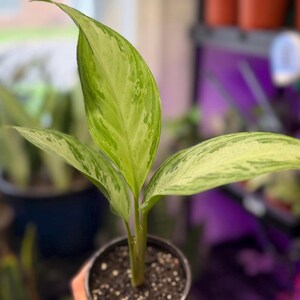 May include: A small Aglaonema plant in a black plastic nursery pot. The plant features three elongated, pointed leaves with a variegated pattern of light green, cream, and dark green splashes. The stems are light green and emerge from dark soil.