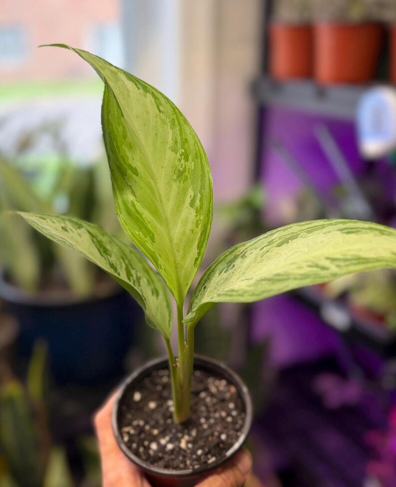 May include: A small Aglaonema plant in a black plastic nursery pot. The plant features three elongated, pointed leaves with a variegated pattern of light green, cream, and dark green splashes. The stems are light green and emerge from dark soil.