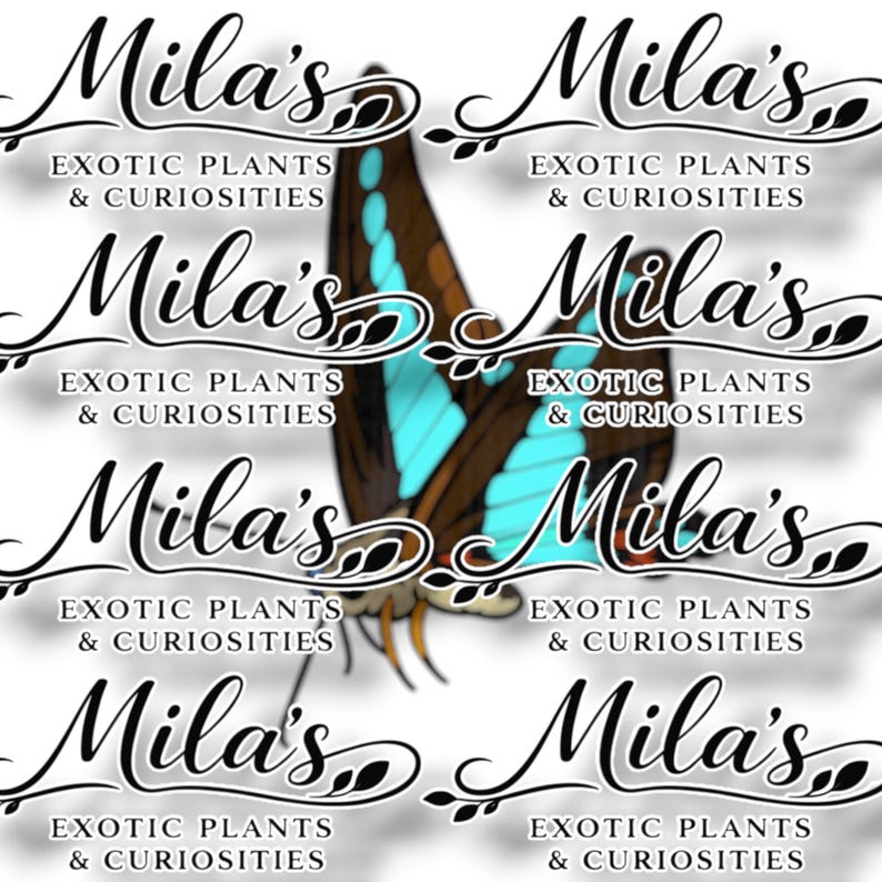 Blå flaskhalsfjäril PNG-paket | 13 Graphium sarpedon 300 DPI digitala clipartfiler bild 18
