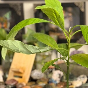 Puede incluir: Una joven planta de aguacate en una maceta marr&oacute;n, con hojas de color verde brillante. La planta se encuentra en las primeras etapas de crecimiento, con un tallo delgado y varias hojas grandes y texturizadas. El fondo est&aacute; borroso, con objetos decorativos visibles.