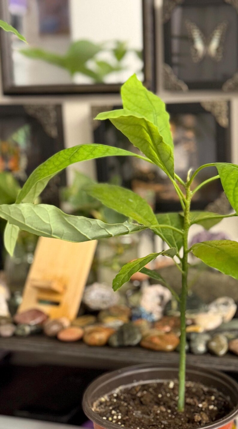Puede incluir: Una joven planta de aguacate en una maceta marr&oacute;n, con hojas de color verde brillante. La planta se encuentra en las primeras etapas de crecimiento, con un tallo delgado y varias hojas grandes y texturizadas. El fondo est&aacute; borroso, con objetos decorativos visibles.
