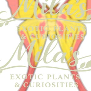 May include: A logo design with a butterfly motif, showcasing yellow wings with red detailing. The name "Mila's" is written in a light green script, with the text "EXOTIC PLANTS & CURIOSITIES" below in a sans-serif font.