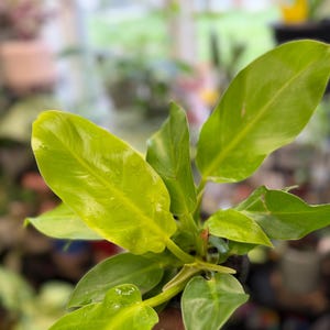 May include: A Philodendron plant featuring vibrant, lime-green, elongated leaves with a glossy texture. The foliage is arranged in a cluster, showcasing varying shades of bright yellow-green and light green, with some leaves displaying subtle water droplets.