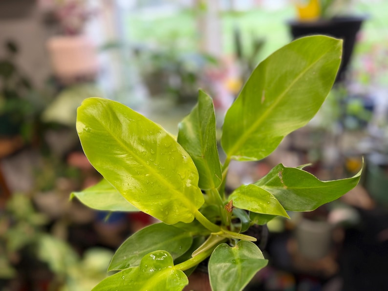 May include: A Philodendron plant featuring vibrant, lime-green, elongated leaves with a glossy texture. The foliage is arranged in a cluster, showcasing varying shades of bright yellow-green and light green, with some leaves displaying subtle water droplets.