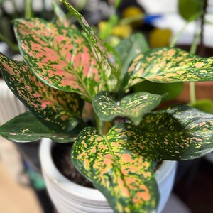 Peut inclure: Une plante Aglaonema aux feuilles larges et pointues pr&eacute;sentant un motif panach&eacute; de vert for&ecirc;t profond, de rose tendre et de taches jaune cr&egrave;me. La plante est en pot dans un r&eacute;cipient en c&eacute;ramique blanche nervur&eacute;e avec du terreau sombre.