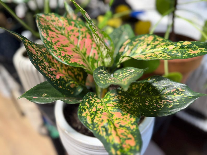 Peut inclure: Une plante Aglaonema aux feuilles larges et pointues pr&eacute;sentant un motif panach&eacute; de vert for&ecirc;t profond, de rose tendre et de taches jaune cr&egrave;me. La plante est en pot dans un r&eacute;cipient en c&eacute;ramique blanche nervur&eacute;e avec du terreau sombre.