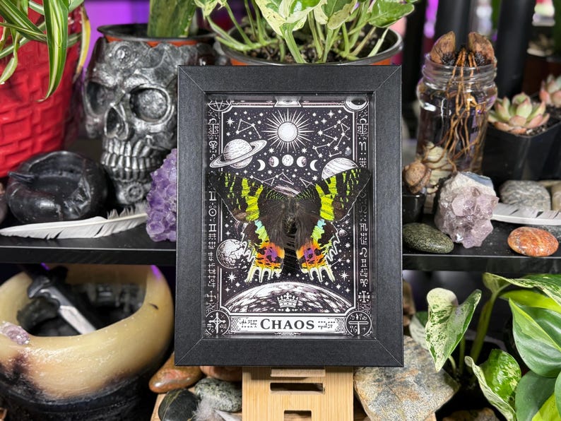 Madagascan Sunset Moth “Chaos” Dorsal Framed Specimen Art | Chrysiridia rhipheus Gothic Rainbow Decor image 1