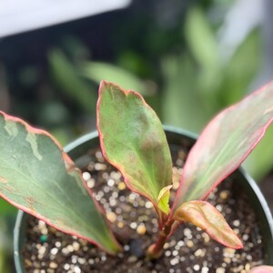 Op de afbeelding: Een kleine potplant met bonte bladeren in tinten groen en cr&egrave;me, geaccentueerd door opvallende roze randen. De plant staat in het midden van een donkere plastic pot gevuld met donkere potgrond met kleine witte korrels perliet erin.