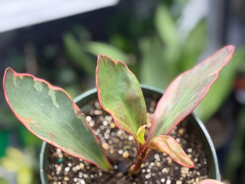 Op de afbeelding: Een kleine potplant met bonte bladeren in tinten groen en cr&egrave;me, geaccentueerd door opvallende roze randen. De plant staat in het midden van een donkere plastic pot gevuld met donkere potgrond met kleine witte korrels perliet erin.