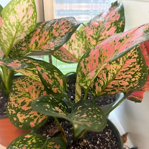 Op de afbeelding: Een Aglaonema-plant met brede, bonte bladeren met een mix van donkergroene en felroze patronen. De plant staat in een donkere plastic pot en vertoont meerdere stengels en bladeren die zich in een dichte, weelderige opstelling naar buiten verspreiden.