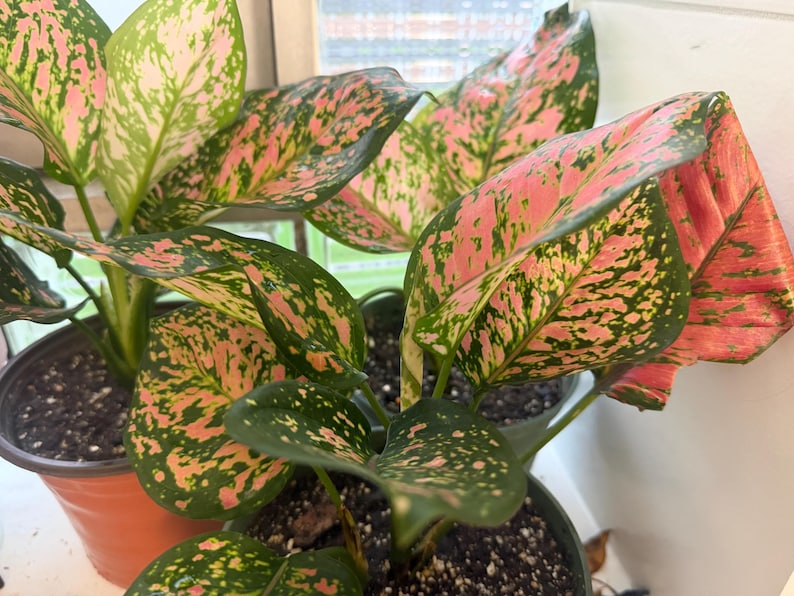 Peut inclure: Une plante Aglaonema aux larges feuilles panach&eacute;es pr&eacute;sentant un m&eacute;lange de motifs vert fonc&eacute; et rose vif. La plante est en pot dans un contenant en plastique sombre, montrant plusieurs tiges et un feuillage qui s'&eacute;tend en un arrangement dense.