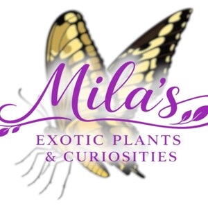 May include: A logo for "Mila's Exotic Plants & Curiosities" features a purple butterfly with yellow and black wings. The business name is in cursive purple script, with the tagline below in a sans-serif font.