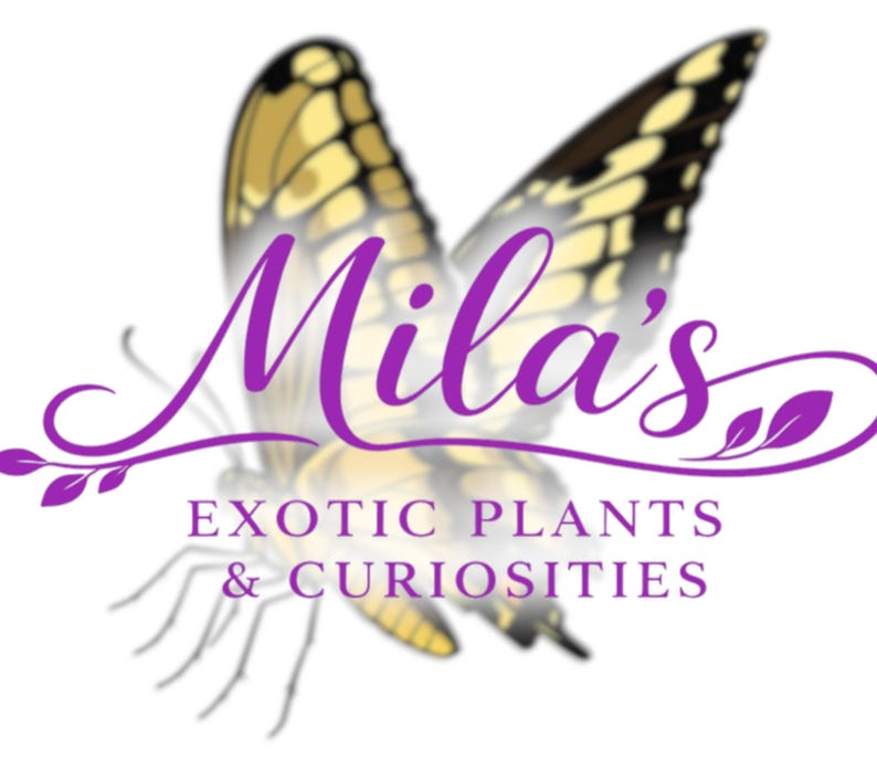 May include: A logo for "Mila's Exotic Plants & Curiosities" features a purple butterfly with yellow and black wings. The business name is in cursive purple script, with the tagline below in a sans-serif font.