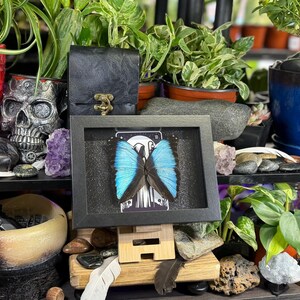 Blue Morpho “The Hermit Midnight” Framed Specimen Art | Morpho deidamia Dark Gothic Tarot Decor image 5
