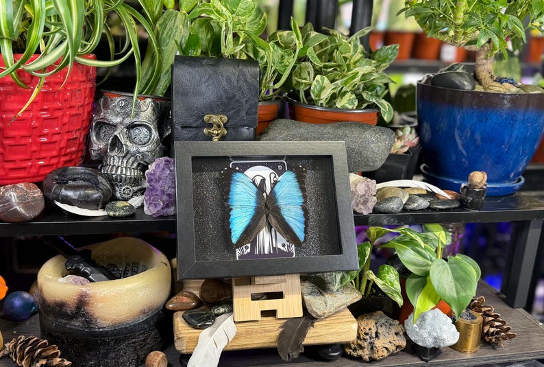 Blue Morpho “The Hermit Midnight” Framed Specimen Art | Morpho deidamia Dark Gothic Tarot Decor image 5