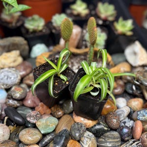 May include: Two small potted spider plants with green and white striped leaves sit on a bed of colorful stones. Other potted succulents and cacti are visible in the background, creating a natural, earthy scene.